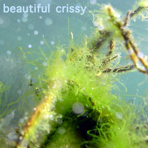 Beautiful Crissy : Beneath the tidal bore